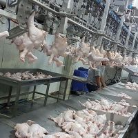 فروش کشتارگاه صنعتی طیور در سمنان