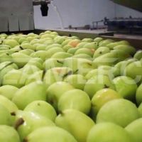 سازنده خط تولید کمپوت گلابی سیمرکو تهران