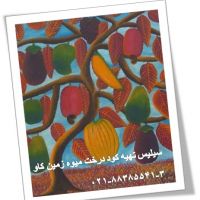 مزیت های استفاده از سیلیس درخت میوه زمین کاوsilica