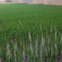 فروش زمین 1000 متری در اصفهان
