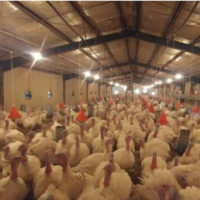 فروش 10200 متر  پرورش بوقلمون در تهران