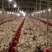 فروش مرغداری مازندران