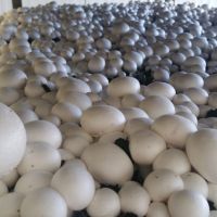 پرلیت و پیت ماس ویژه پرورش قارچ