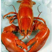 پخش خرچنگ صید روز