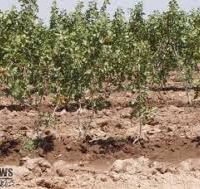 زمین کشاورزی به همراه باغ پسته