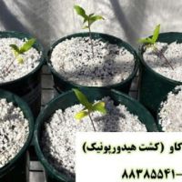 پرلیت و کشت هیدروپونیک perlite