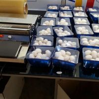 فروش کارخانه قارچ در سیرجان