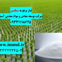 نیاز برنج به سیلیس
