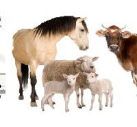 اثرات زئولیت در تغذیه نوشخوارکنندگان (Zeolite)