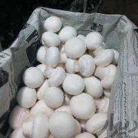 فروش کارخانه قارچ خوراکی در بوشهر