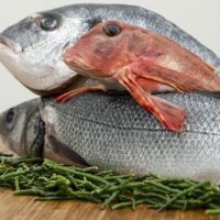 پخش ماهی سنگسر سفید صید روز