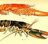 پخش لابستر شاخکدار صید روز