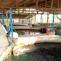 فروش 500 متر استخر پرورش ماهی در ساری