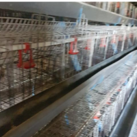 تولید قفس طیور