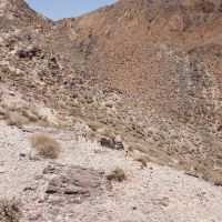 واگذاری معدن سیلیس در رفسنجان