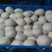 فروش کارخانه قارچ 20 هزار متری در آبیک