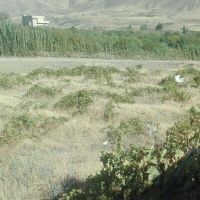 فروش زمین کشاورزی در سنندج