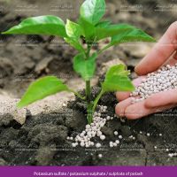 فروش سولفات پتاسیم | پتاسیم سولفات | کود کشاورزی