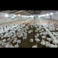 فروش مرغداری صنعتی در کرمانشاه