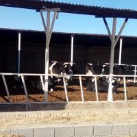 فروش گاوداری صنعتی در شیراز