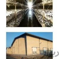 فروش کارخانه قارچ با وام و سند شش دانگ در تهران