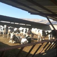 فروش گاوداری در شیراز