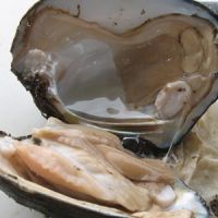 پخش صدف سخره ای صید روز