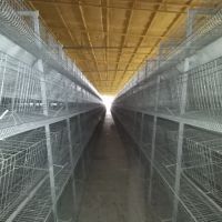 مرغداری 12000 متری اشتهارد