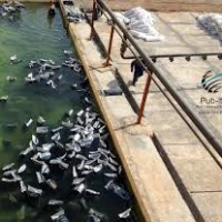 قیر اکسید شده