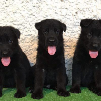 نیاز به مکان جهت پانسیون نگهدارى سگ در کرج