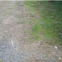 فروش 14500 متر گاوداری در رشت فروشی