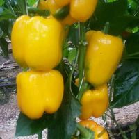 فروش گلخانه صیفی جات در اصفهان