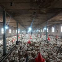 فروش مرغداری لرستان