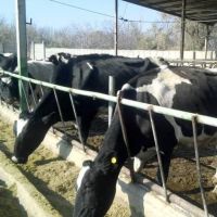 فروش گاوداری تبریز