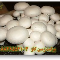 پرلیت در پرورش قارچ خوراکی perlite