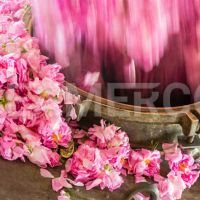 سازنده خط تولید مربای گل محمدی سیمرکو تهران
