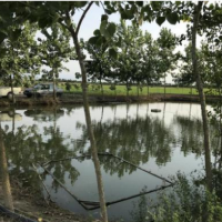 فروش یا معاوضه11000متر پرورش ماهی و باغ مرکبات در جویبار