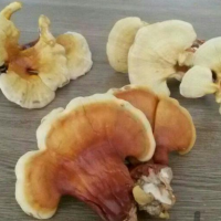 تولید قارچ در گیلن