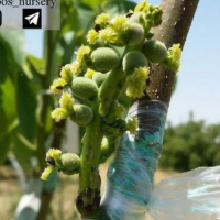 تولید کننده نهالهای پیوندی