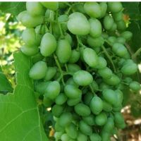 تولید غوره با کیفیت وکاملا طبیعی