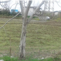 معاوضه و فروش 500 متر زمین صنعتی در قایم شهر