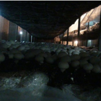 فروش 5000 متر باغ تولید قارچ یا معاوضه در ارومیه