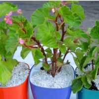 تولید  پوکه صنعتی پرلیت در کرمان