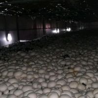 فروش کارخانه تولید قارچ در اصفهان