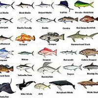 فروش ماهی زبیدی صادراتی صید روز