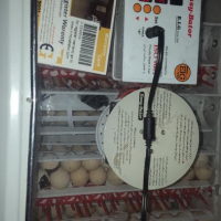 فروش دستگاه جوجه کشی در قرچک