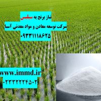 سیلیس برای کشت برنج