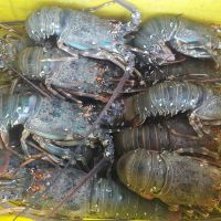 لابستر شاخکدار