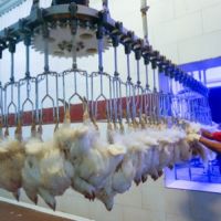 فروش کشتارگاه طیور مرغ