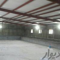 فروش پرواربندی گوساله در سنندج